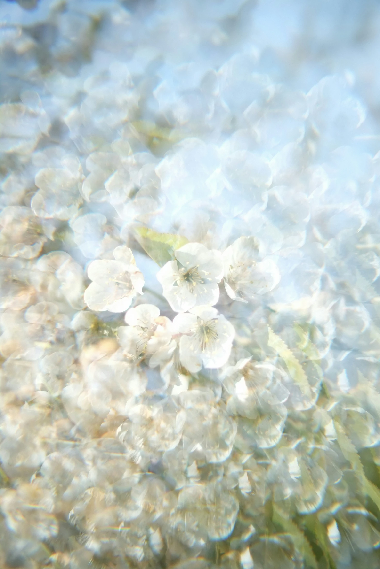 a white flower on a nch with some green leaves