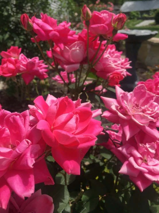 several pink flowers are in a garden