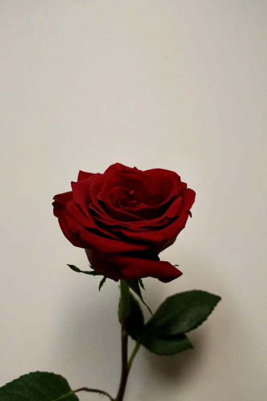 a single red rose is shown on the wall