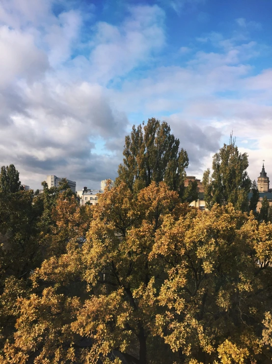 a park with many trees in it during the day