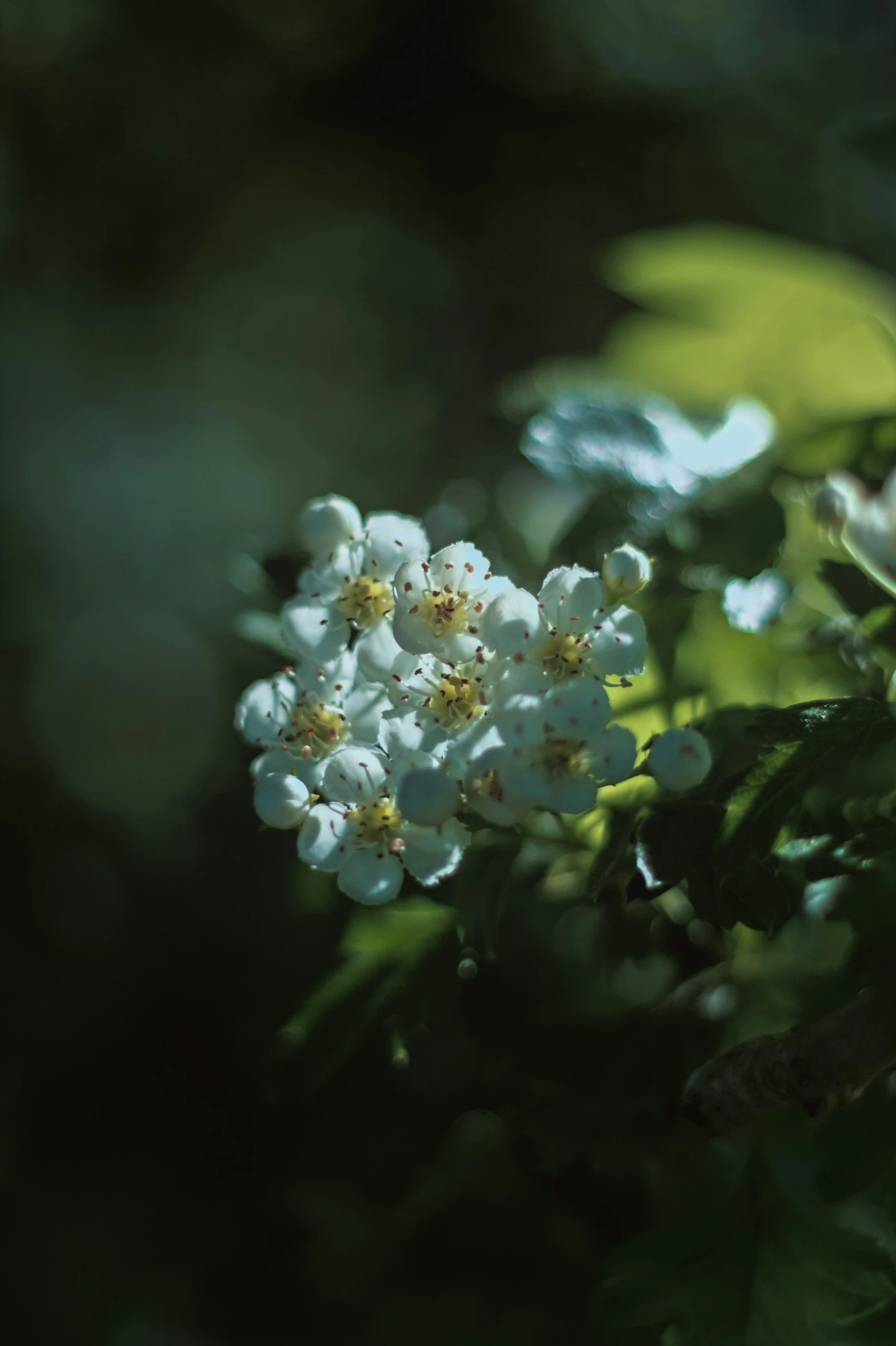 close up of white flowers on tree