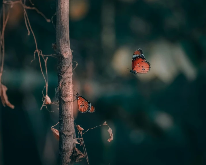 erflies flying around in a forest at dusk