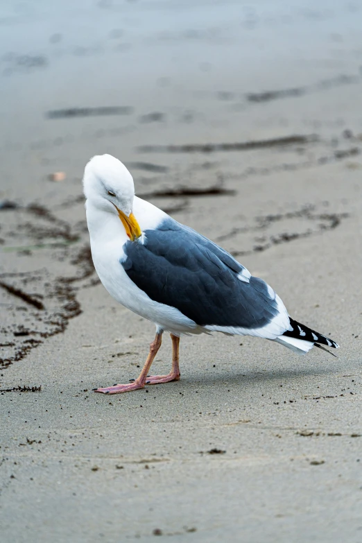 a seagull standing on the beach with its beak in its beak