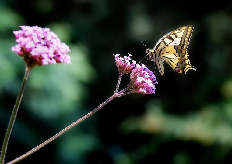 a erfly flying over a purple flower in the wild