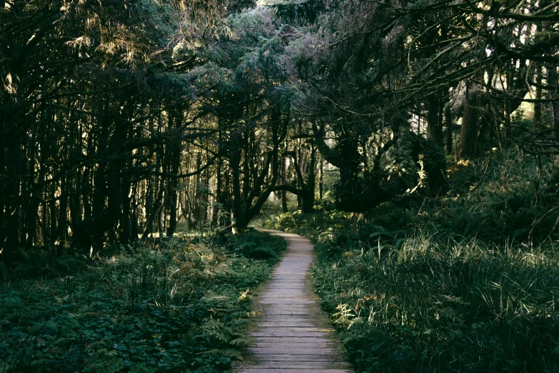 the path in the woods is made of wood and has tall green plants