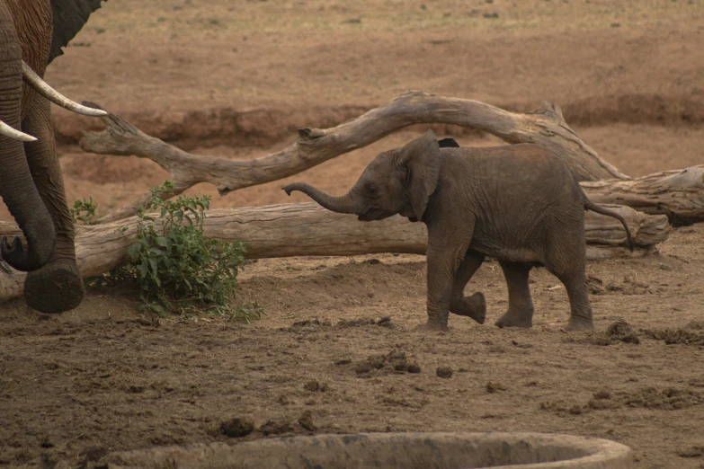 a small elephant is walking behind some tree limbs