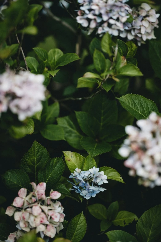 some pink and blue flowers next to green leaves