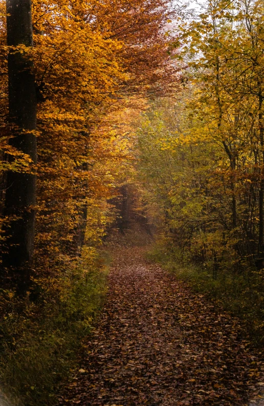 the trees and leaves have changing color on the road