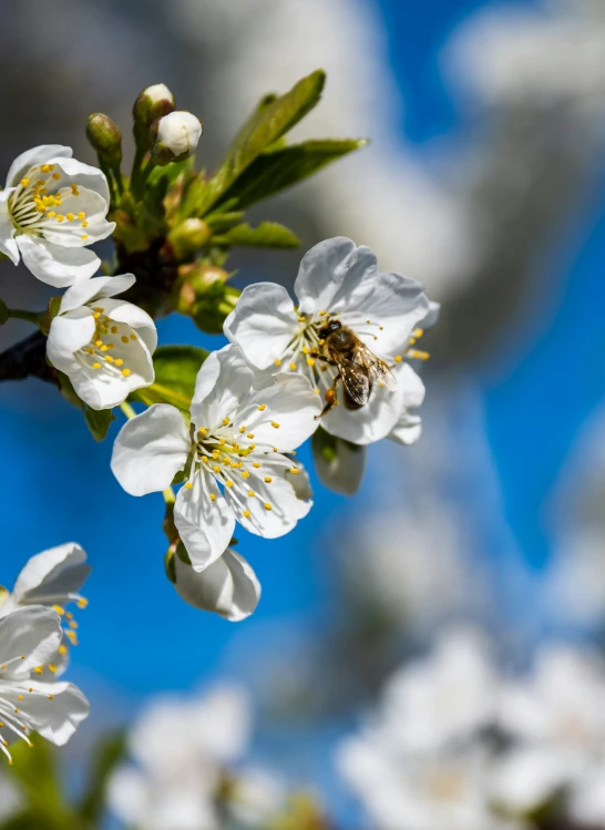 a bee is on the nectarion flower of an apple tree