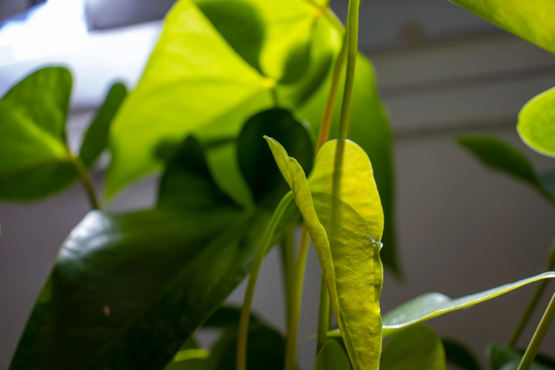 some green leaves of a plant near the window