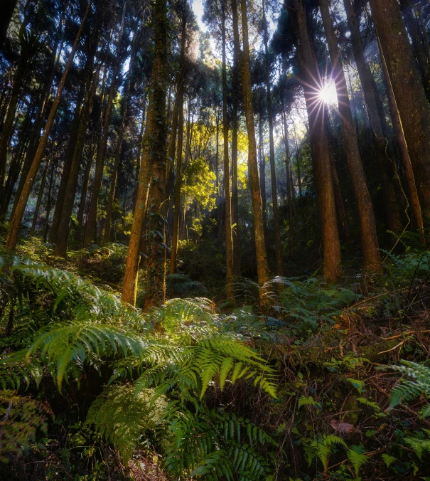 a very pretty looking tree filled forest with lots of leaves