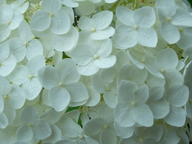 some flowers are blooming very large, bright white colors