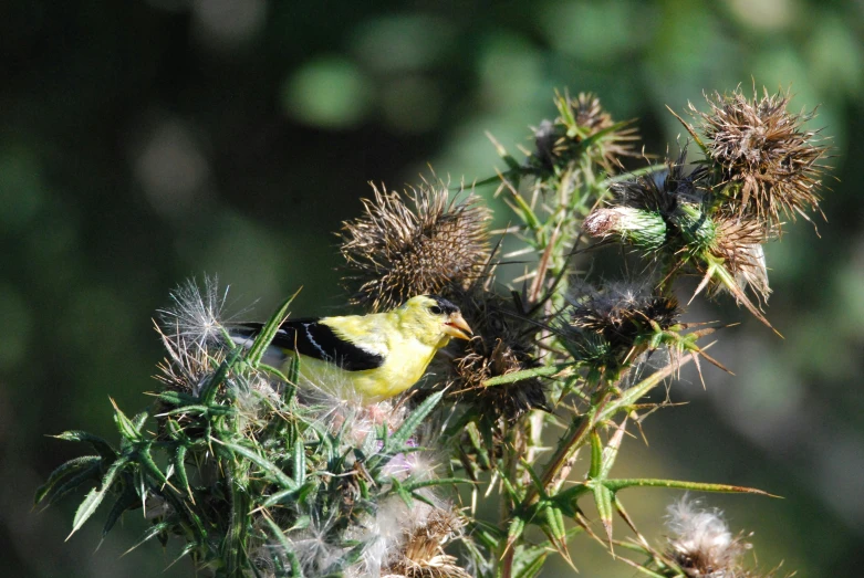 this is an image of yellow bird on thistle flower
