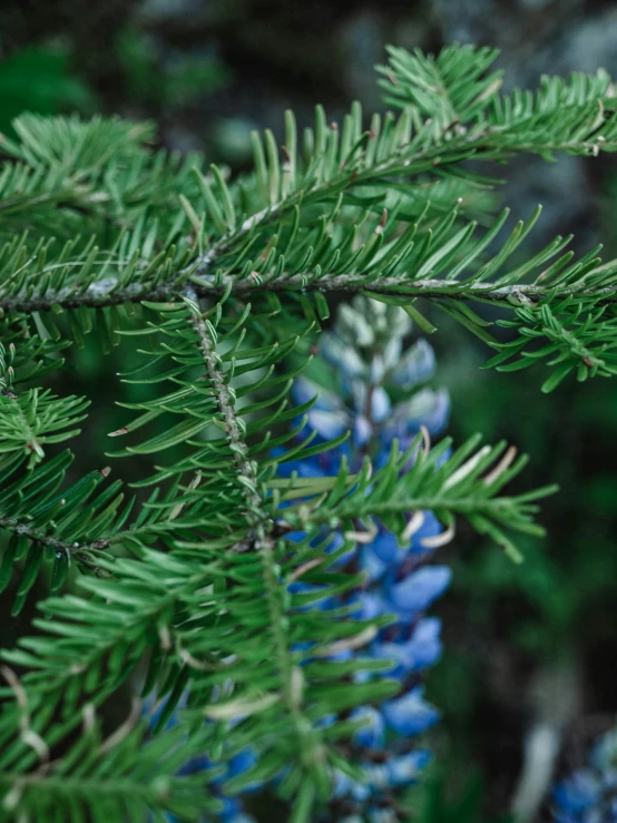 an evergreen nch with blue berries on it