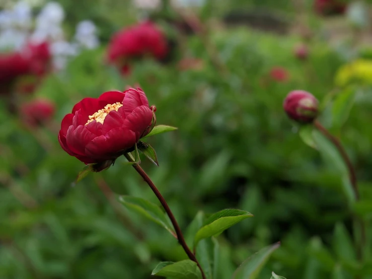 red flowers in the middle of many green plants