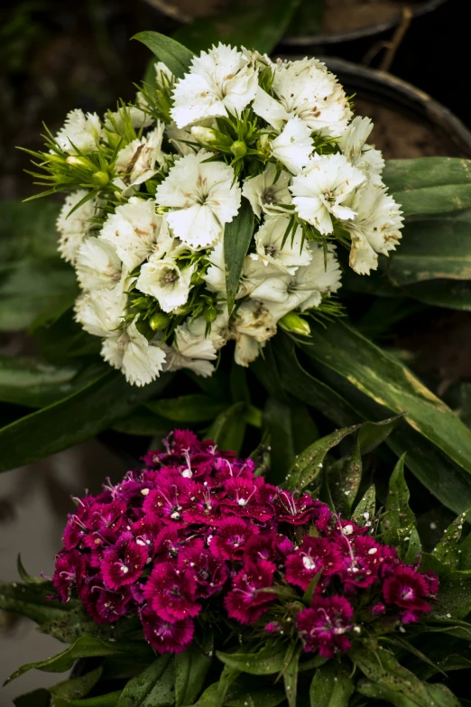 a bouquet of flowers is shown in bloom