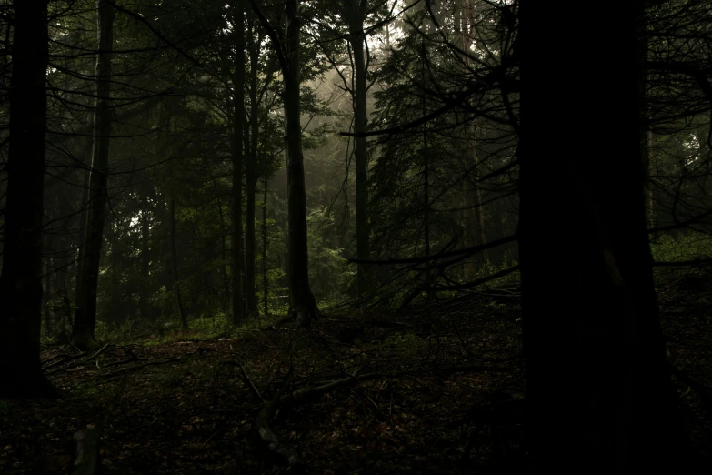 the sunlight shines through dark, foggy trees in the woods