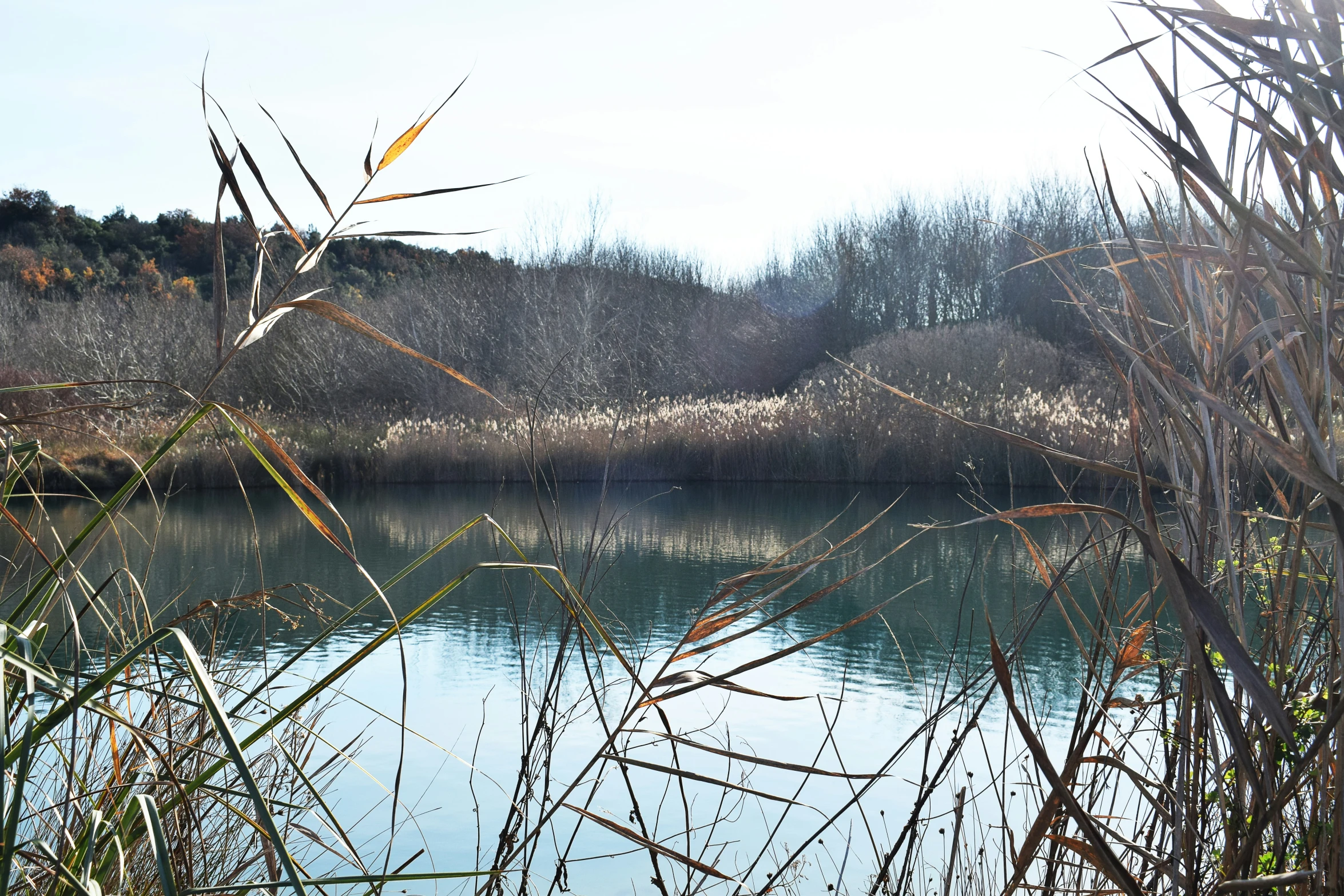 a body of water sitting between some brush and a forest