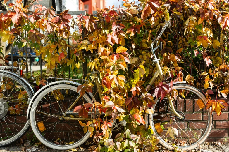 two old bikes parked under some vines