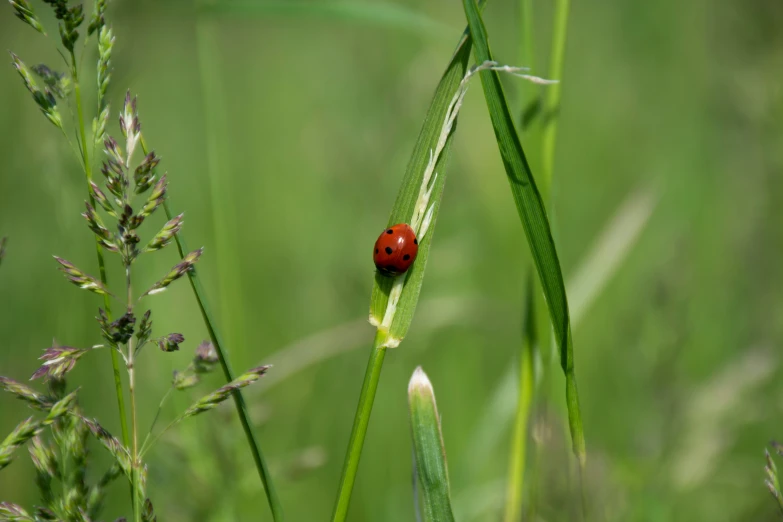 a lady bug sits on top of a tall green plant