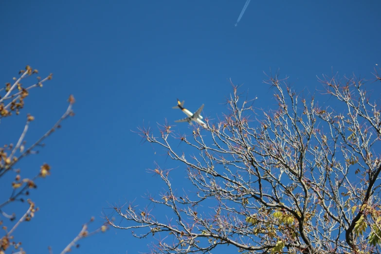 an airplane flying past a leafless tree