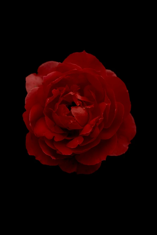 a single red flower is shown on the screen