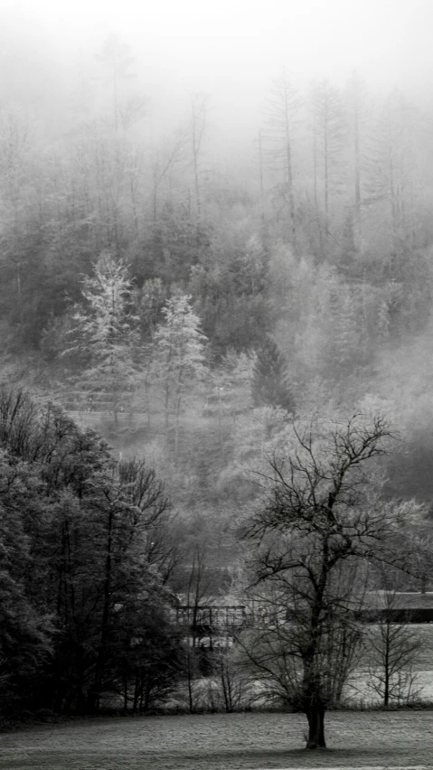 a grassy field is covered with fog under a gray sky