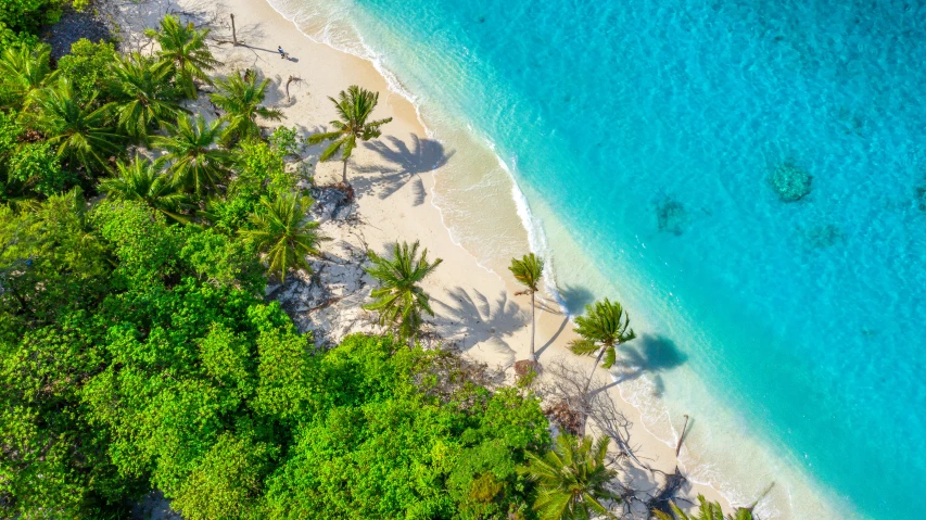 beach scene overlooking ocean and trees in tropical setting