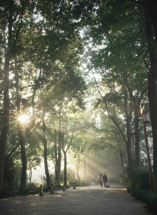 a couple walks in the sunshine through the trees