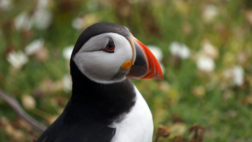 a bird with an orange beak standing in grass