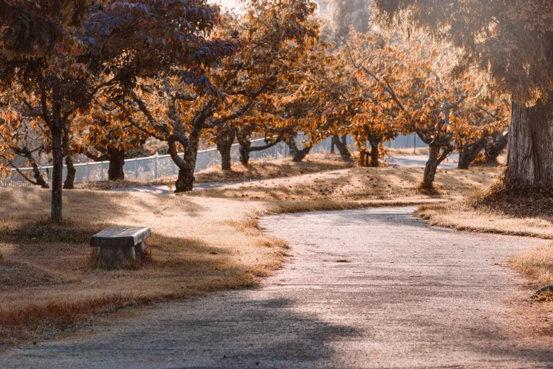 a pathway winds through the trees in an empty park