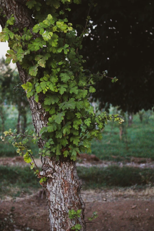 a tree is covered in green leaves