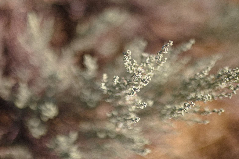 close up s of a plant with snow on it