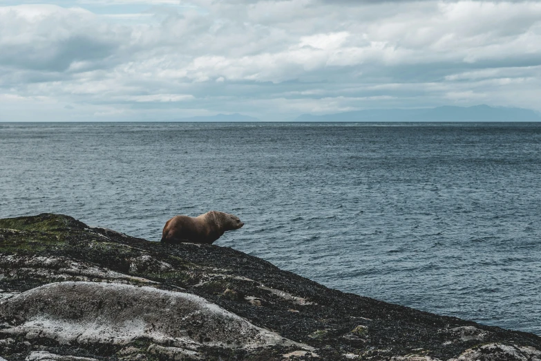 there is a bear that is looking out over the water