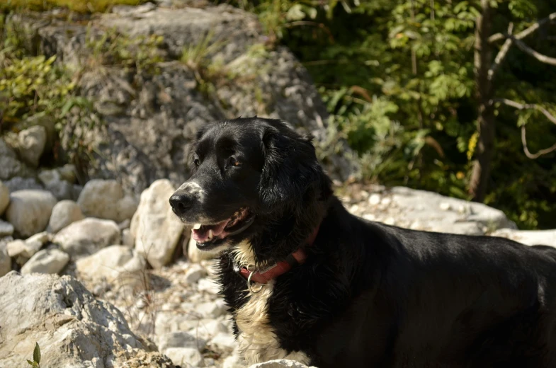 the large black dog is standing in the rocks