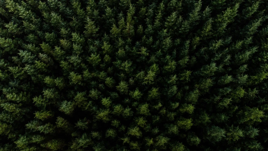 a group of trees with lots of green leaves