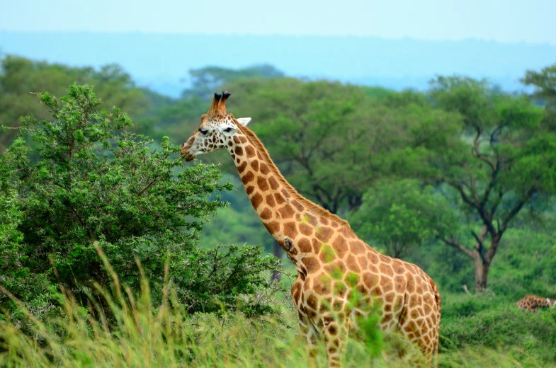 a giraffe standing in a lush green grass covered forest