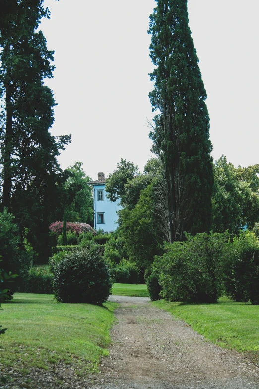 a house and path through an evergreen forest