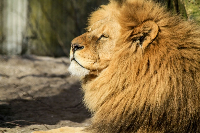a brown lion in a zoo resting on the dirt