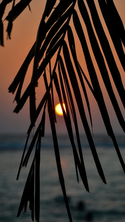 palm leaves and a sunset over the ocean