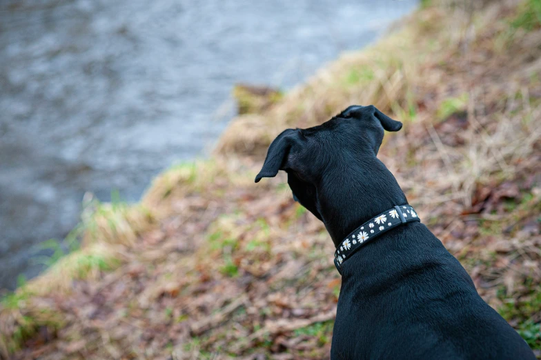 black dog on a leash looking over a grassy hill