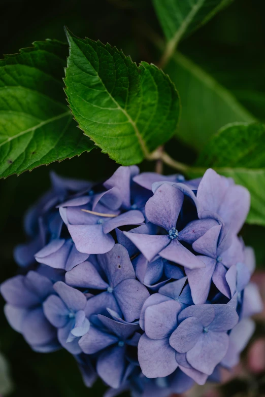 blue flowers with green leaves surrounding them