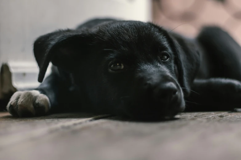 a black puppy laying on top of a wooden floor