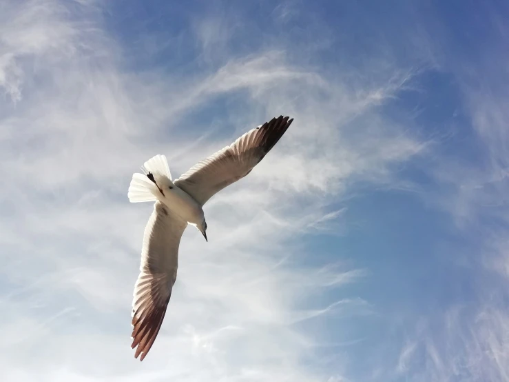 the seagull is flying in the clear sky