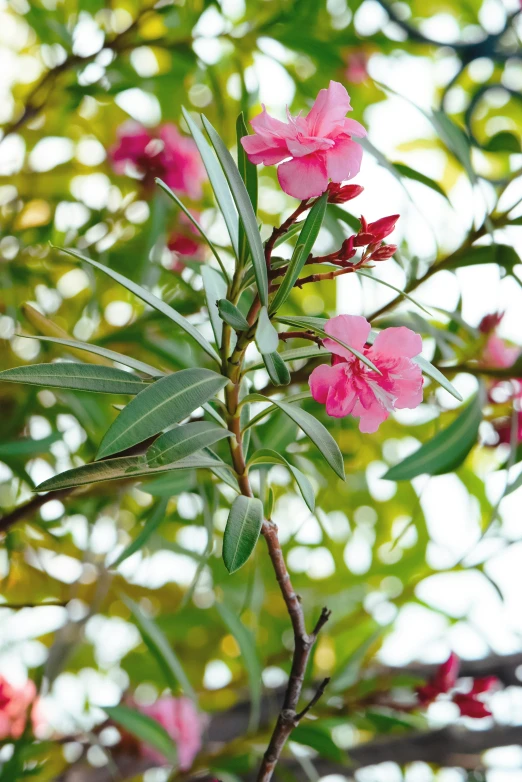 the pink flowers bloom on the tree nch