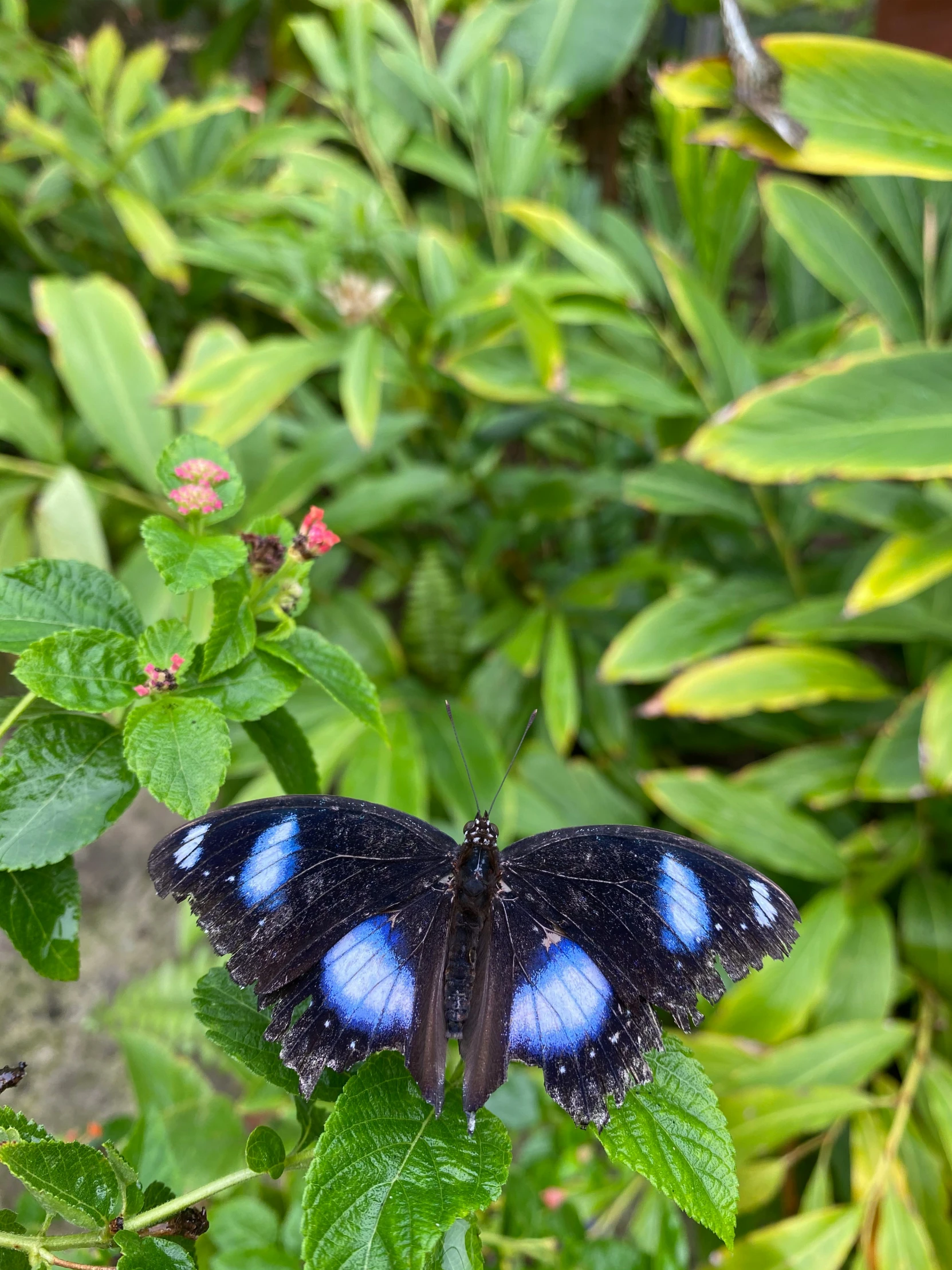 two erflies sitting on a flower in a park