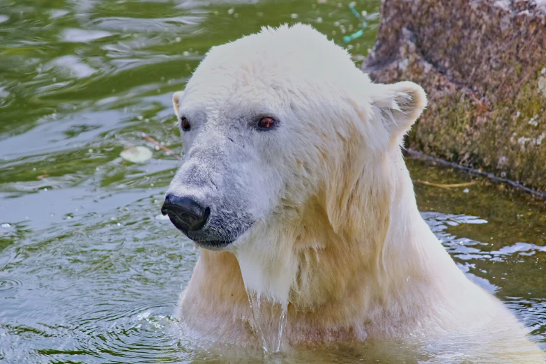 a large white polar bear in water looking around