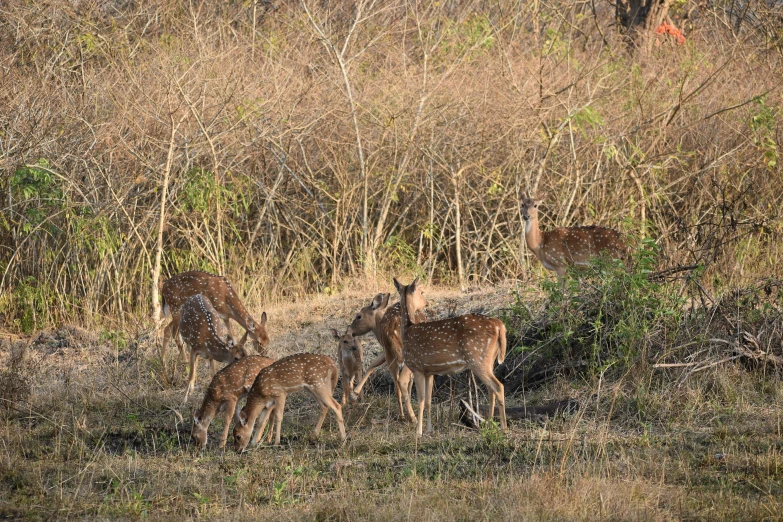 a group of antelope in the middle of a field