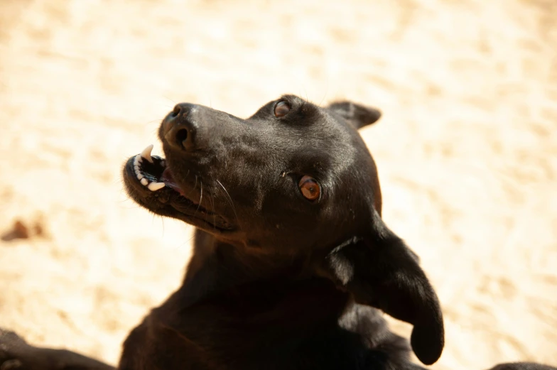 a black dog laying in the sand with it's mouth open