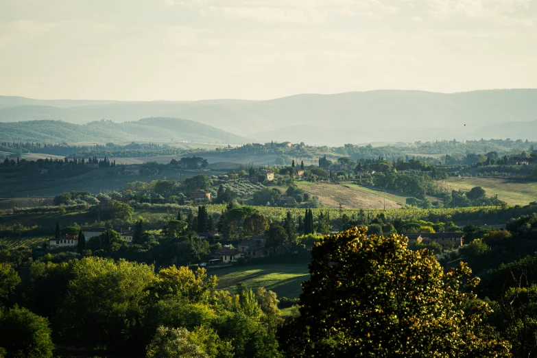 trees on the ground, in the foreground, mountains and fields